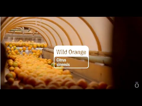 Official doTERRA Wild Orange Essential Oil 15 mL video with audio