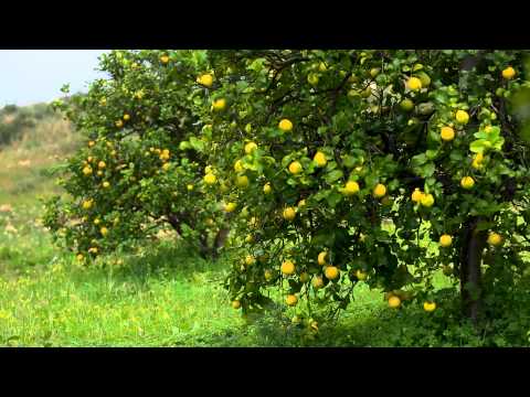 doTERRA Lemon Essential Oil 15 mL — official doTERRA video with English audio